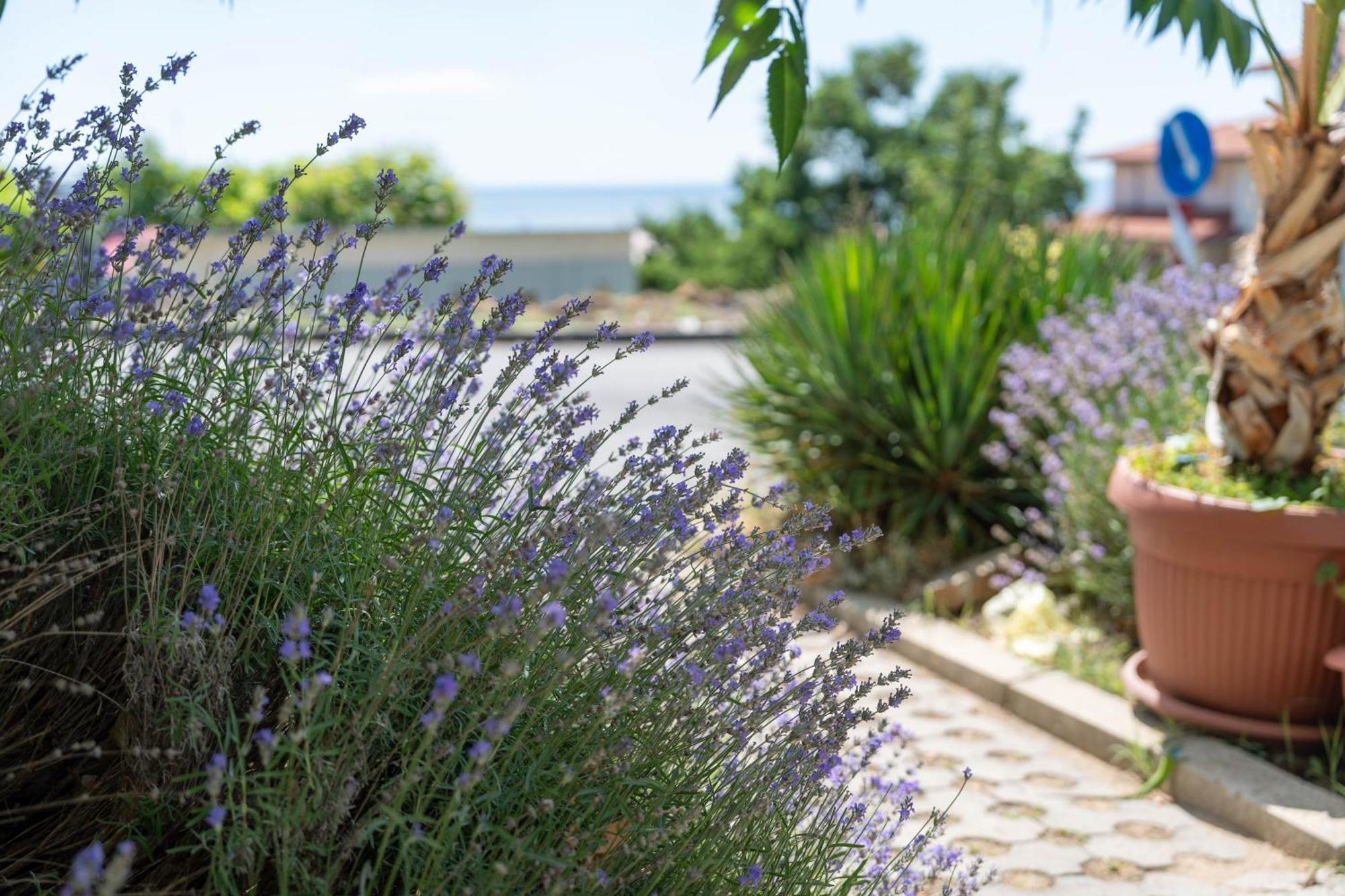 Hotel Sea Vista Sveti Vlas Luaran gambar